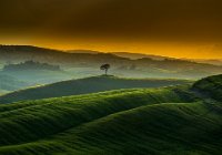 578 - LONELY TREE - GORUP STOJAN - slovenia